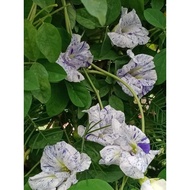 Anak pokok dan Biji benih pokok bunga telang @ butterfly pea spearmint