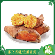 全城熱賣 - 貓山王榴蓮蜜薯(1000-1200g)