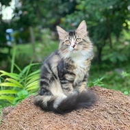 kucing mainecoon pure kitten ganteng