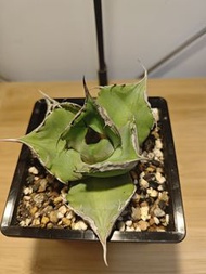 黑豹 龍舌蘭 植物 嚴龍 Agave Plant 塊根 多肉