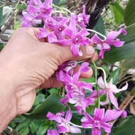Anggrek tual maluku