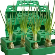 Garlic Seedling Case - Scallion Hydroponic Planter - Soilless Cilantro Growing Pots - Root Vegetable