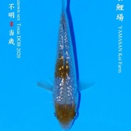 Ikan Koi Import Ochiba Yamasan Koi Farm Kaksischa866