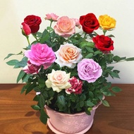 [$9.9 Free Shipping] Rose Rose Rose Seed Potted Balcony European Rose Seed