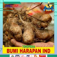Termurah Ubi Gembili Makanan - Umbi Gembili ubi ketan gembili