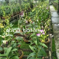 Anggrek Dendrobium Berbunga / Anggrek Dendrobium Knop / Anggrek