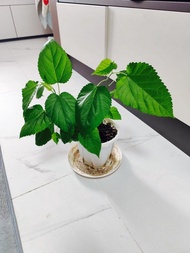 桑葚 桑樹苗 陸龜食物 蠶蟲 容易種植 食用盆栽 raspberry plant 🌱 turtoise food leaf plant