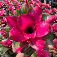 Neo Lila x Medusa by Gha Garden House / Bromeliad Murah