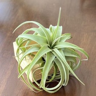 霸王空氣鳳梨 Tillandsia xerographica