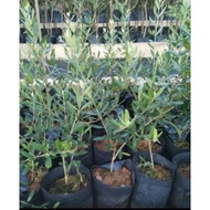 Anak Pokok Zaitun / Zaiton / Olive Tree ~ live plant