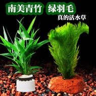 10.16 Underwater Leaves Underwater Living Lazy Feather Foxtail Algae Fish Tank Bamboo Plant Landscap