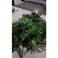 Tanaman Hias Monstera Adansoni \ Janda bolong \ fress cutting \ 1 daun