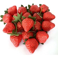 Red And Green Apple Model Foam Realistic Fake Fruits Early Education Kindergarten Toys Chiristmas Pa