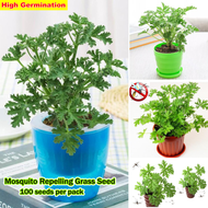 100PCS Citronella Mosquito Repelling Plant Seeds for Sale Flower Seeds Indoor Plant Bonsai Seeds Mos