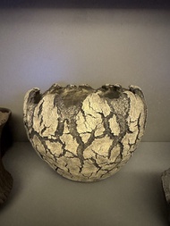 Konect Tokyo planter 鉢 鬼棲閣 象足漆樹 塊根