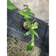 philodendron florida beauty