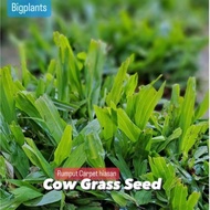 Biji Benih Rumput Cow Grass [6500 Pc] Rumput Cantik Axonopus Compresus Rumput Taman Rumput Padang Bo