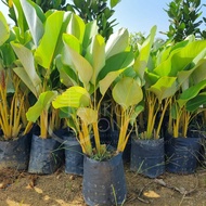 TKL - Big Size Calathea Lutea 80-90cm (Polybag 14x14) 大叶乒乓叶竹芋 80-90cm
