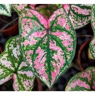 Caladium Pink Rorschach - Beautiful and Exotic Looking Fuss-Free Plant