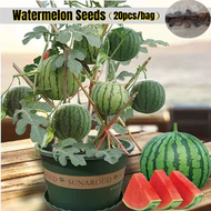 [Easy To Grow In Malaysia] 20pcs Edible Dwarf Watermelon Seeds Fruit Seeds for Planting Potted Fruit