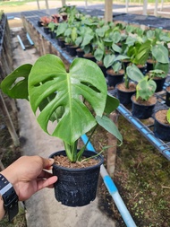 มอนสเตอร่า ไจแอนท์ (เพาะเมล็ด) Monstera Deliciosa (Giant)