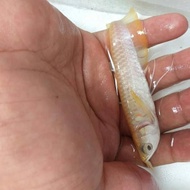 [[murah]] ikan arwana silver brazil albino uk 12