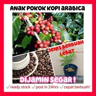 Rina • anak pokok kopi arabica • dijamin segar coffee hybrid cepat berbuah lebat fruit sapling Malaysia live plant