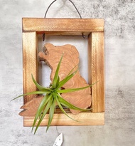 【龍柏木】漫漫 | 空氣鳳梨。空氣鐵蘭