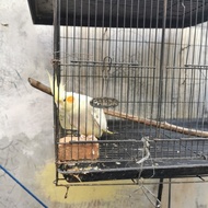 falk betina / parkit australia betina
