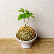 苔球植物 墨西哥鐵樹墨綠苔球加磨砂高腳缽 苔球 苔玉 禮物 送禮