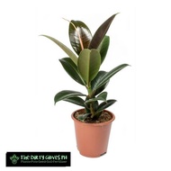 Ficus Melany Rubber Tree (Limited Stocks Only) with FREE garden soil, plastic pot and marble chip pebbles