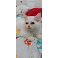 adopsi kucing persia longhair betina punya pribadi