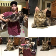 kucing mainecoon Betina pure CFA