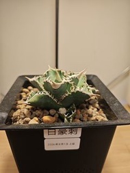 龍舌蘭 白豪刺  植物 嚴龍 Agave Plant 塊根 多肉