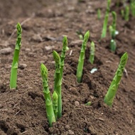 Authentic Fresh Asparagus Seeds 50 Seeds Benih Sayur Sayuran Organic Asparagus Plants Seeds Asparagu