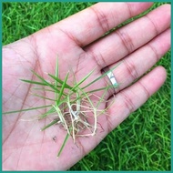 ✘ ❥ BERMUDA GRASS SEEDS (300 seeds) - Green Grass Seeds for Planting Gardening