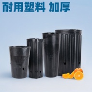 Navel Orange Seedling Nutrient Pot Seedling Pot Square Mouth Nutrient Cup Seedling Cup Plastic Seedl