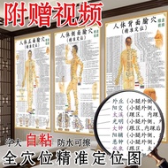现货速发/人体经穴准定位图中海报挂画灸艾灸拔罐按参考全身图4.28 In-stock, quick delivery/Posters and wall charts for precise locat