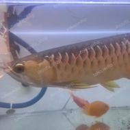 Arwana Golden red Hb 30cm