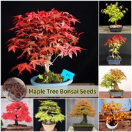 [Fast Germination] 35pcs Maple tree seeds for sale Rare Japanese Maple Seed Acer palmatum Bonsai Seeds Flower Seeds for