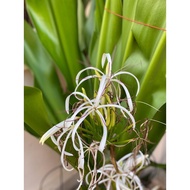 Baby crinum asiaticum 发财蒜