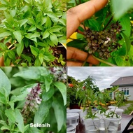 Anak Pokok Thai Basil (Thai Selasih)