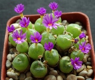 18 เมล็ด โคโนไฟตัม กระบองเพชร ไม้อวบน้ำ กุหลาบหิน แคคตัส Conophytum คนนิยมปลูกมาก สายพันธุ์ Conophytum hermarium