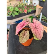 caladium thailand lukmai