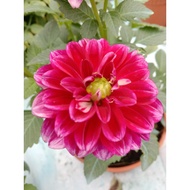 🔥🔥Dahlia Kampung No.01🔥🔥