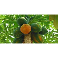 5 Benin California Papaya Fruit Seeds Superior Quality California Papaya Fruit Seeds California Papa