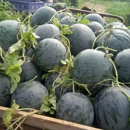 Biji Benih Tembikai Kulit Hitam  ( 10 Seeds) / 黑皮西瓜籽 / Black Watermelon Seeds