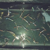 cendolan Guppy ikan Guppy murah line Guppy red dragon, Guppy green dragon, platinum red tail - ikan 