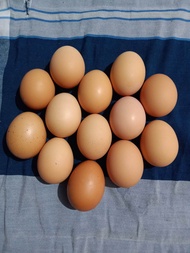 Telur Ayam Horn / Negeri / Ras Petelur Bisa Untuk Konsumsi Ditetaskan / tetas (Fertil)