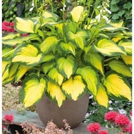 Benih Baru Begonia Orange Oren Seed Premium Hosta Seed - 5 Seed